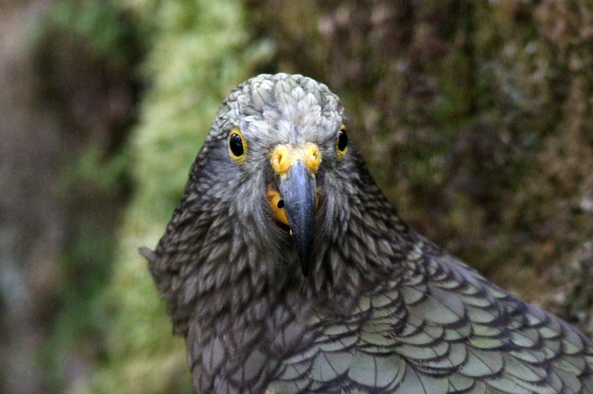 Kea (Nestor notabilis)